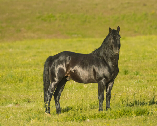 Wild Stallion Striking a Pose A dark, glossy-coated wild stallion stands alert in golden hour light in the Smoke Creek Desert near the California–Nevada line. His muscular frame, long mane, and upright ears are sharply defined against a softly blurred backdrop of spring grass and muted hills. He faces the camera at an angle, watching intently with a poised, confident stance, the warm evening sun highlighting subtle contours in his coat. The scene conveys the solitary presence of a young stallion recently separated from a herd in this remote, BLM-managed high-desert landscape.