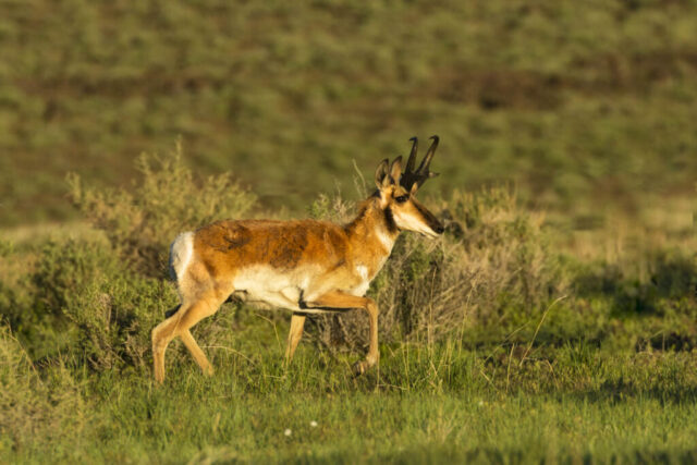 High Desert Pronghorn Buck A male pronghorn stands in warm early-morning light on the edge of the Smoke Creek Desert in Lassen County, California, his body angled in profile as he steps through low desert vegetation. The golden sun highlights the rich orange, tan, and white patterns of his coat while a clean catch light brightens his eye. His distinctive black facial markings and tall, curved horns stand out sharply against the soft, muted sagebrush background. The scene captures a rare calm moment from an animal more often seen sprinting away across rough terrain.