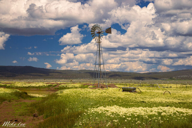 Blossoms and Blades A classic rural landscape from northern Lassen County, California, featuring a tall Aermotor windmill rising above a sunlit spring field blanketed with wildflowers. Puffy cumulus clouds drift across a deep blue sky, their soft shadows adding depth and dimension to the scene. The weathered windmill, still in service pumping water for cattle, stands as a proud symbol of western ranch life along US-395. Captured near midday, the softened sunlight and dramatic cloud formations balance the bright yellow and green tones of the blossoms below, creating a timeless portrait of rural California in full spring bloom.