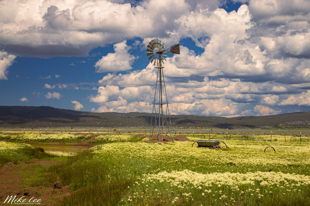 A classic rural landscape from northern Lassen County, California, featuring a tall Aermotor windmill rising above a sunlit spring field blanketed with wildflowers. Puffy cumulus clouds drift across a deep blue sky, their soft shadows adding depth and dimension to the scene. The weathered windmill, still in service pumping water for cattle, stands as a proud symbol of western ranch life along US-395. Captured near midday, the softened sunlight and dramatic cloud formations balance the bright yellow and green tones of the blossoms below, creating a timeless portrait of rural California in full spring bloom.