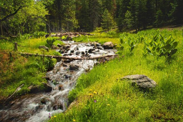 Middle Fork Fitzhugh Creek Vivid landscape photograph of the Middle Fork of Fitzhugh Creek in Modoc County, California, taken within a pristine 2,100-acre wildlife preserve. The image captures the gentle flow of the creek winding through lush green meadows under soft, diffused light, surrounded by vibrant vegetation and dense pine forest. Fallen logs, smooth stones, and spring growth add texture and depth to the tranquil mountain scene. This fine art nature photograph reflects the remote beauty and solitude of Modoc County’s wilderness—an untouched sanctuary for wildlife and a peaceful reminder of California’s unspoiled backcountry, perfect for rustic décor or nature-inspired spaces.