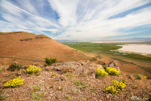 Expansive landscape view overlooking Surprise Valley in northeastern California, showcasing the striking contrast between the arid high desert foreground and the lush green pastures and alkali flats below. Captured from a roadside overlook in the Modoc National Forest, the image reveals layers of diverse terrain — rocky hills dotted with bright yellow wildflowers, vast alkali lake beds, and fertile farmland stretching into the distance. Wispy cirrus clouds streak across the wide blue sky, emphasizing the openness and tranquility of this remote valley. A vivid depiction of California’s Great Basin country, where geology, agriculture, and solitude converge in timeless beauty.