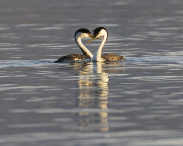 Western Grebe Courtship A pair of western grebes engage in courtship behavior on the still waters of Eagle Lake in Lassen County, California. Their long necks curve gracefully toward each other, bills nearly touching, forming a heart-like shape against the smooth water. Both birds display the species’ striking black-and-white plumage and vivid red eyes, with golden morning light adding warmth and depth to their feathers and reflection. The scene captures a tender moment in the grebes’ elaborate mating ritual, framed by calm water and soft light.