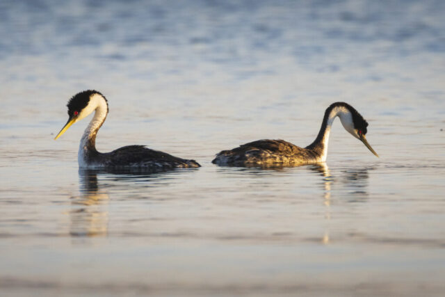 I'm Not LISTENING to You! Two western grebes float side by side on calm, reflective water in warm morning light at Eagle Lake in Lassen County, California. The grebe on the left faces slightly away, its slender neck curved downward, while the one on the right turns its head further aside, suggesting a moment of visual disconnect. Both display characteristic black-and-white plumage with long yellow bills and striking red eyes. Their mirrored postures are softened by golden light and gentle ripples, capturing a subtle moment between bonded birds in a serene summer setting.