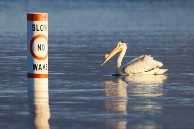 Obey the Speed Limit An American white pelican swims slowly past a “Slow No Wake” buoy on a calm summer morning at Eagle Lake in Lassen County, California. The bird is illuminated by warm sunlight, highlighting its white plumage, orange bill, and the prominent breeding-season bump, or caruncle, on the upper part of its beak. The placid water reflects both the pelican and the buoy, adding symmetry and stillness to the scene. The juxtaposition of wildlife and signage adds a humorous touch, with the large bird appearing to obey the posted speed limit.
