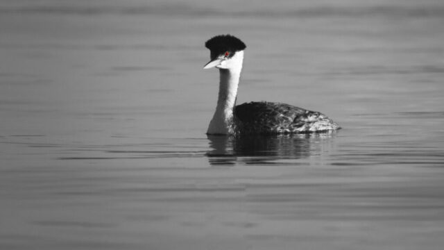 Ol' Red Eyes A western grebe swims calmly across Eagle Lake, its sleek form rendered in black and white except for its vivid red eye, which remains in full color. The bird's sharply contrasting plumage—black crown and back with a white throat and neck—stands out against the smooth, softly rippled water. Droplets cling to its back, evidence of a recent dive, adding subtle texture. The monochrome treatment highlights the grebe’s streamlined profile and the striking intensity of its red eye, drawing attention to the bird’s natural elegance and detail.