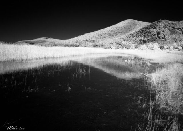 Infrared landscape photograph of Eagle Lake in Lassen County, California, captured in the intense midday sun with an 830-nanometer deep infrared filter. The lake’s south shore is lined with revived stands of tules, their chlorophyll-rich reeds glowing bright white under the near-infrared spectrum. Beyond, the rugged hills rise in contrasting dark tones beneath a stark black sky—a surreal transformation of a familiar landscape. Taken during the summer of 2023, this image celebrates both the ecological recovery of the lake and the unique visual poetry of infrared photography, where light unseen by the human eye reveals a world both alien and serene.