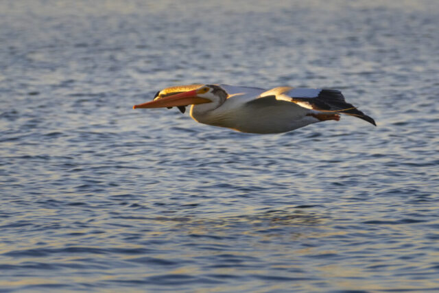 Evening Glide An American white pelican glides low over the rippling surface of Eagle Lake in Lassen County, California, bathed in warm summer evening light. Its long orange bill and large body are sharply defined, with black-tipped wings extended straight out, nearly touching the water. Subtle shadows and golden highlights emphasize the bird’s expansive wingspan and aerodynamic form. The background is a soft pattern of lake water, giving full attention to the pelican’s graceful motion and scale as it quietly coasts just above the surface.