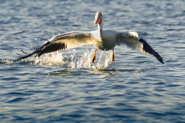 Golden Light Lift Off An American white pelican lifts off from the surface of Eagle Lake in Lassen County, California, its large wings spread wide as it pushes upward with powerful strokes. Water splashes beneath its bright orange feet and bill, while warm golden light highlights the bird’s white plumage and dark flight feathers. The rippling blue lake fills the background, emphasizing the size, motion, and late-summer atmosphere of this takeoff moment.