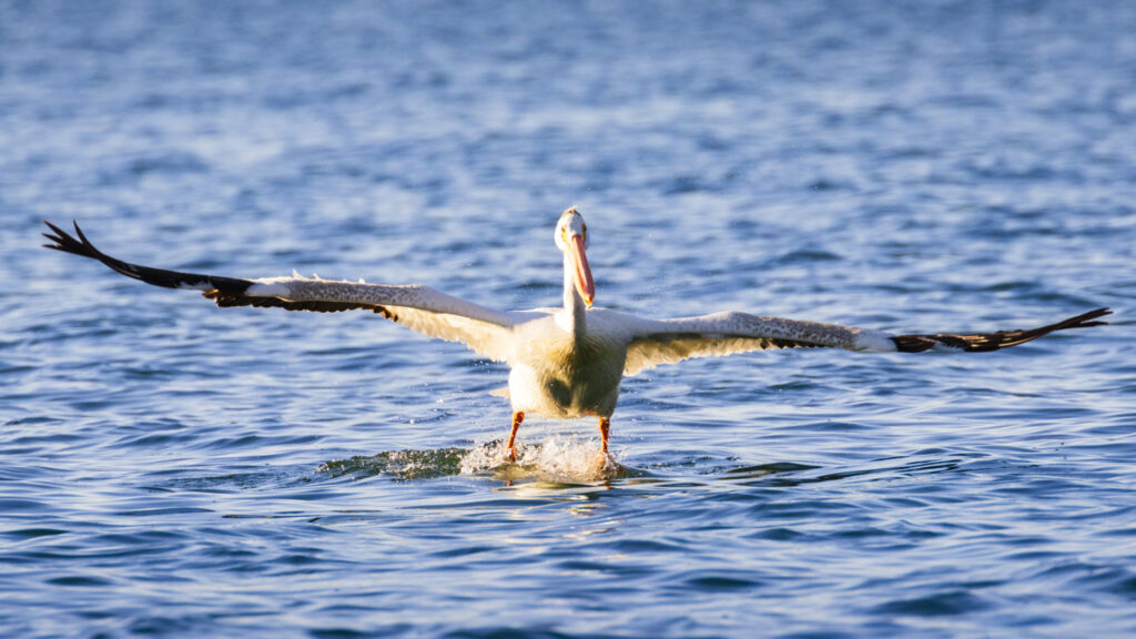 An American white pelican begins to lift off from the surface of Eagle Lake near the Gallatin boat ramp in Lassen County, California, its wings spread extremely wide as it runs across the rippling blue water. The bird’s large orange bill and bright feet stand out in the warm late-afternoon light, while splashes trail behind each step. Its broad wings form a straight horizontal line, emphasizing its impressive size and the comical, slightly awkward posture as it pushes into flight.