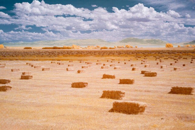 Surreal Shades of Hay Infrared landscape photograph of a hayfield in Lassen County, California, featuring rows of square hay bales beneath a vivid blue sky with layered clouds. Captured with a 590nm near-infrared filter on a full spectrum modified camera, the image combines red-orange tones from the visible spectrum with