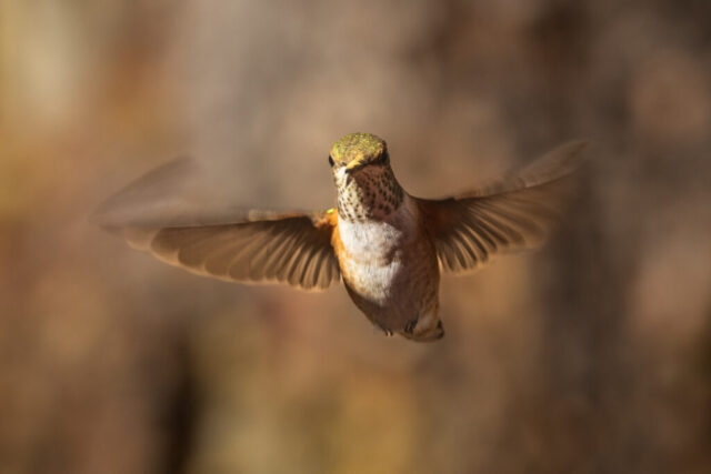 Hummingbird Motion A female rufous hummingbird hovers directly facing the camera at Gold Lake in Plumas County, California. Her wings sweep in a distinctive warped blur caused by rolling-shutter distortion from an electronic shutter, while her speckled throat, coppery sides, and green-tinted crown remain sharp. The warm, softly blurred background isolates the bird’s forward motion and the unusual wing shape created during the fast mid-air pause.