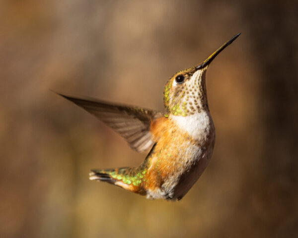 Tiny Ballerina A female rufous hummingbird hovers close to the camera, her wings blurred in mid-beat as she angles upward like a tiny dancer. Warm light reveals coppery flanks, green iridescence on her crown and back, and a speckled white throat. Her long, slender bill points skyward against a smooth, brown-toned background, isolating the delicate details of her feathers and the graceful, suspended posture that gives the scene its ballet-like feel.