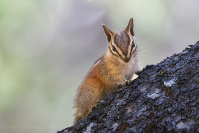 A small chipmunk clings to the rough bark of a tree at Gold Lake in Plumas County, California, its striped face tilted forward with an alert, mischievous expression. Soft, diffused light highlights the warm browns and creams of its fur, while the smooth, blurred background contrasts with the textured tree trunk. The chipmunk’s bright eyes and poised front paws suggest playful intent as it pauses mid-climb just above the camera’s perspective.