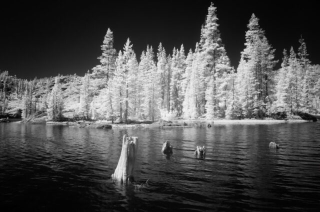 Infrared landscape photograph of Salmon Lake in the Tahoe National Forest, captured with an 830-nanometer deep infrared filter. The invisible wavelengths of light transform the summer scene into a surreal monochrome world where evergreens glow bright white against the inky black sky and reflective water. Weathered tree stumps emerge from the calm lake, leading the viewer’s eye toward the forested island in the background. Taken under high midday sun, this image reveals a hidden, ethereal dimension of light — one that turns a tranquil mountain lake into a luminous, dreamlike landscape.