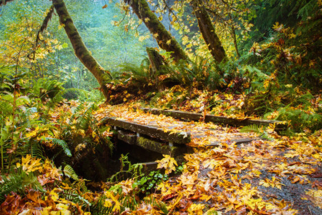 Rain-soaked forest scene featuring a small wooden footbridge blanketed in fallen golden bigleaf maple leaves within Prairie Creek Redwoods State Park near Orick, California. Moss-covered trees and lush ferns surround the bridge, while soft mist and filtered light highlight the vibrant greens and yellows of the temperate rainforest. The damp textures and scattered leaves evoke the quiet, timeless beauty of autumn along Northern California’s redwood coast.