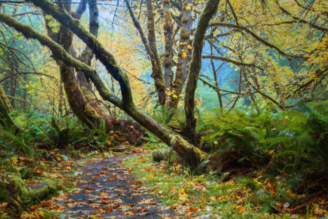 Moss-covered trees and golden autumn leaves line a rain-soaked forest trail in Prairie Creek Redwoods State Park, Humboldt County, California. Ferns blanket the forest floor beneath arching branches draped in green moss, while soft mist and filtered light create a dreamy, tranquil woodland atmosphere. Captured during a rainy October day, this Pacific Northwest-style scene highlights the lush textures and vibrant fall tones of Northern California’s coastal redwood country.