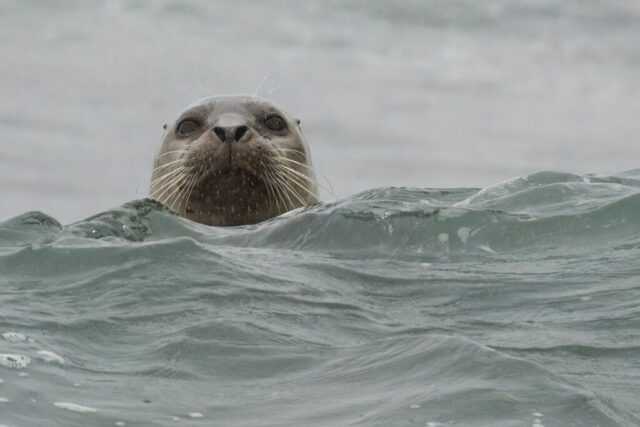 Harbor seal rising through choppy gray-green surf on a misty northern California coast, its whiskered face centered in the frame as it peers directly toward the camera. Cool, overcast light softens the scene, with small breaking waves forming textured foreground layers and a foggy horizon fading into the background. The seal’s wet fur, alert eyes, and curious expression convey a brief moment of connection between wildlife and observer in rough coastal waters.