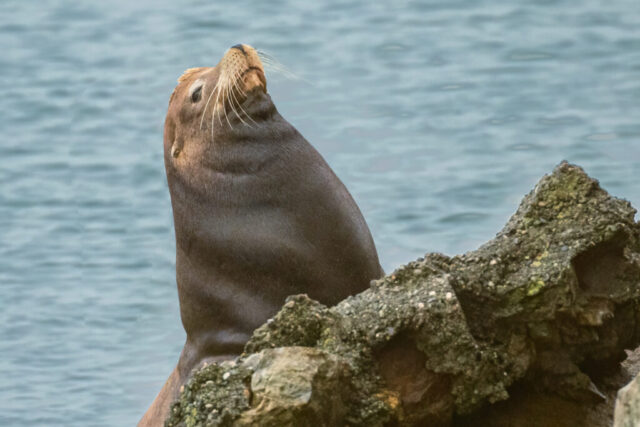 California sea lion posed atop a rugged rock outcrop near Crescent City Harbor in Del Norte County, California, its head lifted proudly with long pale whiskers catching soft coastal light. The animal’s smooth, dark brown coat contrasts with the rough, barnacle-studded stone, while calm blue harbor water forms a muted backdrop. The sea lion’s upright posture and alert expression highlight its strong profile against the coastal setting.