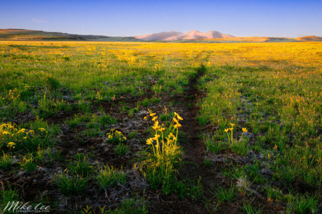 High Desert Spring Morn A sunrise view across the Smoke Creek Desert in northeastern California, where a narrow trail leads through a vast field of golden wildflowers toward the distant Skedaddle Mountains. The warm morning light highlights the blossoms and soft green grasses under a clear blue sky.