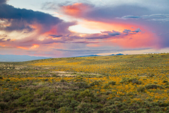 Brilliant sunset colors ignite the sky over the Smoke Creek Desert along the California–Nevada border, painting the high desert landscape in vivid shades of pink, purple, and gold. Captured near the junction of Smoke Creek Road and US 395 after a spring thunderstorm, this image showcases the rare beauty that follows a wet winter—when wildflowers and sagebrush bring life to the otherwise arid terrain. The dramatic clouds catch the last light of day, creating a sweeping sense of depth and tranquility across the open plains. A striking fine art landscape that celebrates the vast horizons, luminous skies, and quiet vibrancy of the high desert at dusk.