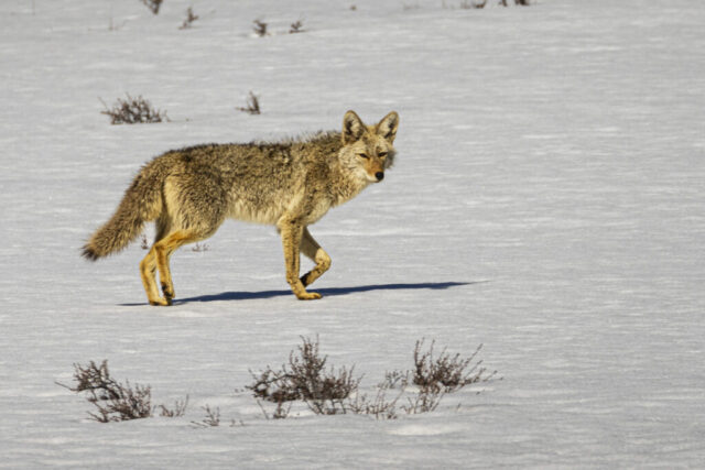 Lone Coyote on the Flats A young, fluffy coyote walks across a snow-covered meadow on Bogard Flats in Lassen County, California, its thick late-season winter coat lit by mid-morning sun. The animal moves in profile with one front paw lifted, ears set close together in a youthful look, and its eyes narrowed slightly against the bright light. Sparse shrubs poke through the smooth snowpack, creating a minimal, high-elevation backdrop that emphasizes the coyote’s soft texture and solitary presence.