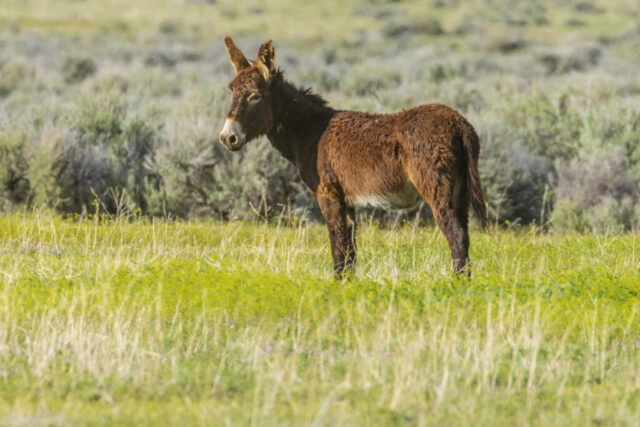 Smoke Creek Burro A young wild burro stands alone in bright spring light in the Smoke Creek Desert along the California–Nevada border. Its fluffy, un-shed winter coat appears thick and reddish-brown, contrasting with a green patch of new grass and pale sagebrush behind it. The burro faces slightly left with ears perked, giving an alert yet calm expression. Soft afternoon sunlight highlights the texture of its fur and the subtle contours of the high-desert vegetation surrounding this remote, BLM-managed landscape.