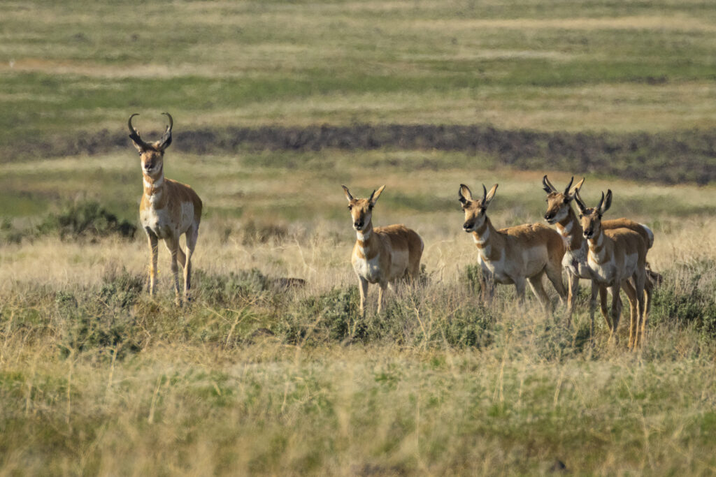 A small group of male pronghorns stands in warm late-afternoon light on the open sagebrush flats of the Smoke Creek Desert in Lassen County, California. One larger buck faces forward with tall, curved black horns and a confident posture, while the other younger bucks gather slightly behind him, their tan, white, and rust-colored coats glowing against the muted desert backdrop. The layered grass and scrub create a textured foreground, and the distant rolling terrain softens into blurred bands of green and brown, emphasizing the animals’ alert but curious stance.