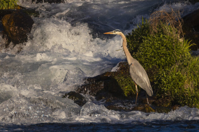 A great blue heron stands at the edge of a small waterfall between Baum Lake and Crystal Lake in Shasta County, California, its long neck extended as it watches the rushing white water for fish. The bird’s gray-blue plumage catches the warm golden morning light, contrasting with the dark rocks and bright green vegetation beside it. Foaming water cascades behind the heron, creating a dynamic backdrop that highlights the bird’s poised, attentive stance in this natural setting.