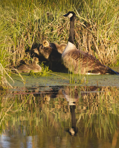 Watching Over An adult Canada goose stands tall among dense green and golden reeds at Baum Lake in Shasta County, California, watching over a clutch of small goslings nestled close beside it. The morning light casts a warm glow across the scene, highlighting the goose’s black neck, white cheek patch, and brown body feathers, while the downy young birds forage and rest in the grass. The natural shoreline vegetation surrounds the family, emphasizing the protective posture of the parent and the calm, early-season setting.