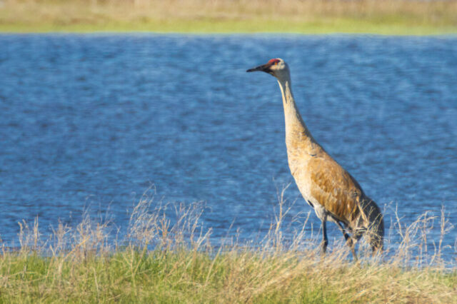 A sandhill crane stands at the edge of Hog Flat Reservoir in Lassen County, California, its long neck extended as it looks across the bright blue water behind it. Warm sunlight highlights the bird’s tawny brown and gray plumage, red crown, and slender dark bill. Sparse grasses and reeds frame the lower part of the scene, while the smooth reservoir surface and a blurred band of green shoreline form a simple, colorful backdrop that emphasizes the crane’s tall, elegant posture.