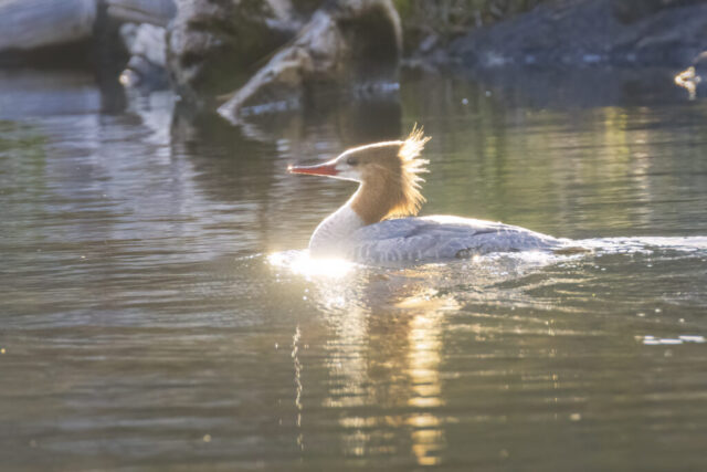 Bad Hair Day but Owning It A common merganser hen swims calmly near the shoreline of Blue Lake in Lassen County, California, her crest feathers blown upward by a light breeze. Warm late-afternoon backlighting creates a glowing halo around her head and highlights the ripples on the water’s surface. The bird’s reddish bill, soft brown head, and gray body are reflected gently in the sunlit water, while the shaded rocks and vegetation behind her form a muted backdrop that emphasizes the bright rim light and wind-ruffled crest.