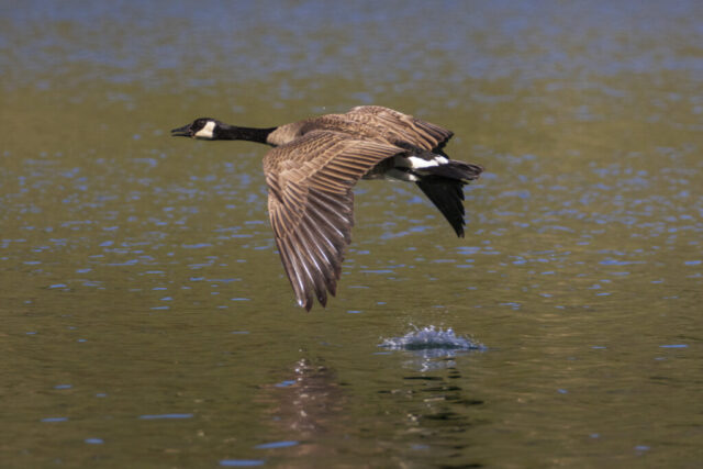 Honker Flying Low A Canada goose flies low over the surface of Blue Lake in Lassen County, California, with its wings fully extended and just inches above the water. The bird’s shadow and reflection are visible on the rippling surface, and a small splash marks a point where its wingtip or foot may have skimmed the lake. The soft light reveals warm tones in the goose’s brown and tan plumage, contrasting with the cool reflections of the sky on the water. The scene captures dynamic motion and precision flight in a tranquil mountain lake setting.