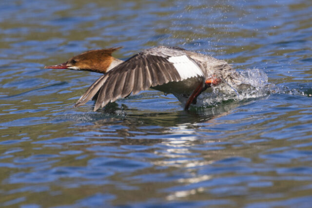 Merganser Lift Off A female common merganser lifts off from the surface of Blue Lake in Lassen County, California, with wings extended and feet pushing against the water. Her chestnut-colored head contrasts with the gray body and sharp white wing patches, while morning sunlight casts a warm glow on her feathers and the rippling lake. Splashes trail behind her as she gains speed across the surface, captured mid-motion in the early golden light. The image highlights the dynamic energy of takeoff and the quiet beauty of a mountain lake morning.