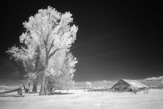 Likely California Barn in Invisible Light Black and white deep infrared photograph of a rustic barn and tall deciduous trees glowing in spring sunlight near Likely, Modoc County, California. Captured with an 830nm deep infrared filter on a full spectrum modified camera, the image highlights the intense white foliage of chlorophyll-rich leaves against a dark sky, creating striking contrast and a timeless rural atmosphere characteristic of fine art infrared photography.