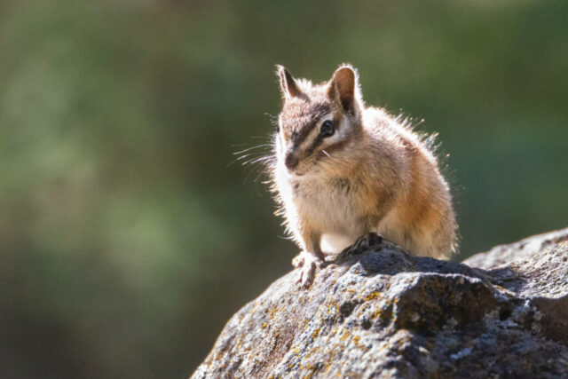 A small chipmunk perches on a sunlit rock, its fur glowing in backlight against a smooth, green-toned background. The animal’s dark facial stripes frame its bright, alert eyes, and its tiny paws grip the textured stone. Soft rim light outlines the chipmunk’s head and tail, emphasizing the fine whiskers and warm brown and cream tones of its coat. The clean, natural setting draws focus to the chipmunk’s attentive posture and delicate features.
