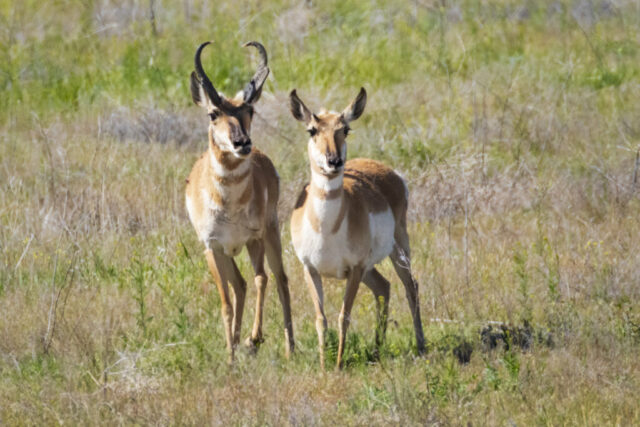 Cute Couple A pronghorn buck and a doe stand close together in a grassy field near Alturas, California, both facing the camera with alert, upright ears. The buck’s tall, dark, curved horns contrast with the doe’s sleeker profile, and their warm tan and white coats catch the bright sunlight. The soft, patchy background of spring grasses and dry stems creates a natural, muted setting that emphasizes the pair’s attentive, cautious posture as they keep an eye on the observer.