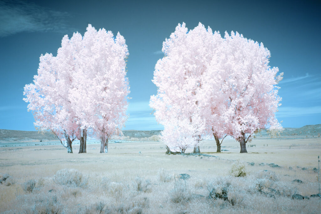 Infrared landscape photograph of cottonwood trees glowing in soft pink tones under a clear blue Modoc County, California sky. Captured with a 590nm near-infrared filter on a full spectrum modified camera, the image blends warm visible light with infrared wavelengths to create a dreamy, pastel-toned scene. The delicate pink foliage and cool blue sky evoke a surreal, cotton candy effect, showcasing the beauty of near-infrared fine art landscape photography.