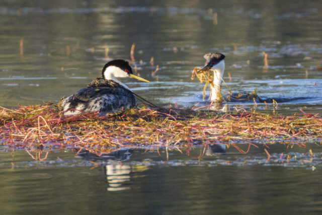Western Grebe Pain Nest Building A pair of western grebes tends to their floating nest on the calm surface of Antelope Lake in Plumas County, California. One grebe sits low on a bed of reddish aquatic vegetation, while the other approaches in the water with a beakful of nesting material. Their vivid red eyes, black crowns, and white necks are lit by soft morning light. The scene reflects on the water, surrounded by gentle ripples and submerged plant life, capturing a quiet moment in the cooperative nesting behavior of this elegant species.