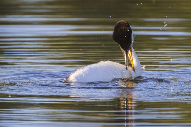 20240624_Grebes Preening_Social_002 A western grebe preens its feathers while floating on the calm surface of Antelope Lake in Plumas County, California. The bird’s long neck is curved gracefully as its bright yellow bill reaches back toward its body, surrounded by water droplets suspended midair from the motion. Its sleek black head and white neck contrast against the rippled green reflections of the lake, creating a serene and detailed look at the grebe's self-care behavior in early morning light.