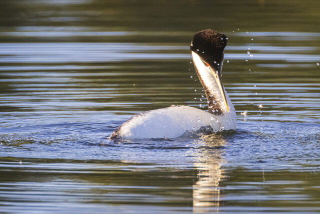 20240624_Grebes Preening_Social_003 A western grebe rises from the water at Antelope Lake in Plumas County, California, caught mid-preen with droplets suspended in the air around its head and neck. The bird’s sleek black-and-white plumage is sharply defined in the warm light, with its slender yellow bill pointed downward and its vivid red eye visible through the arched curve of its neck. Gentle ripples radiate across the still lake surface, creating soft reflections and texture. The scene highlights a quiet moment of grooming in a high-mountain aquatic habitat.
