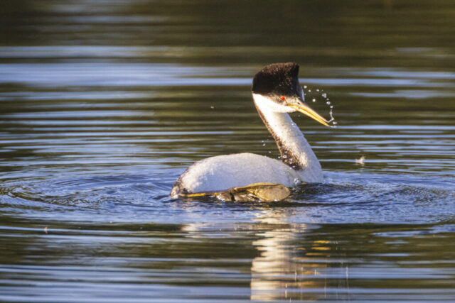 20240624_Grebes Preening_Social_004 A Western Grebe floats on the calm surface of Antelope Lake in Plumas County, California, captured in warm, low-angle light as it shakes water from its head. A ring of droplets arcs away from its sharp yellow bill, while gentle ripples radiate across the lake around the bird. Its black-and-white plumage and red eye stand out against the smooth, reflective water, emphasizing the quiet moment and the bird’s preening behavior.