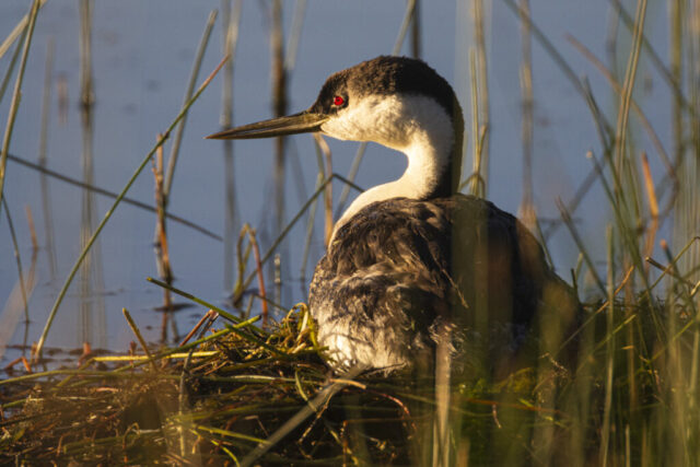 Nesting Grebe A Western Grebe sits on a nest built among tall reeds at the edge of Antelope Lake in Plumas County, California, its body settled into a mound of vegetation floating in the shallows. Warm golden morning light illuminates the bird’s red eye, black crown, and white neck as it looks off to the side. Blurred vertical reeds frame the scene, emphasizing the protected, intimate setting of the nest and the grebe’s attentive posture during incubation.