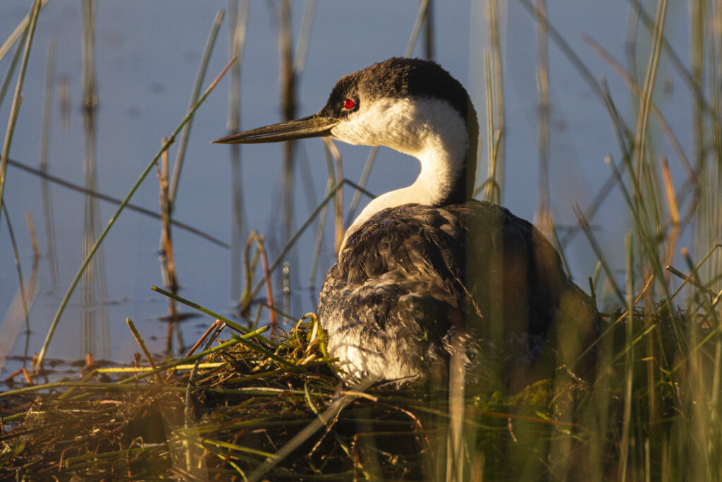 A Western Grebe sits on a nest built among tall reeds at the edge of Antelope Lake in Plumas County, California, its body settled into a mound of vegetation floating in the shallows. Warm golden morning light illuminates the bird’s red eye, black crown, and white neck as it looks off to the side. Blurred vertical reeds frame the scene, emphasizing the protected, intimate setting of the nest and the grebe’s attentive posture during incubation.