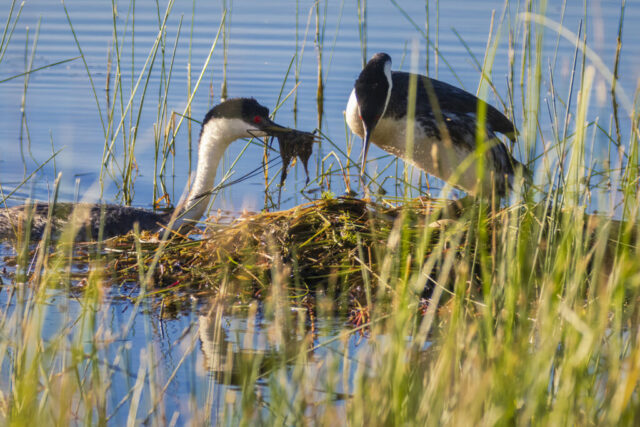 Grebe Nesting Pair A pair of Western Grebes tends their floating nest among tall reeds on Antelope Lake in Plumas County, California. One grebe sits low on the nest while the other leans in with a beakful of wet vegetation, adding fresh material to the mound. Their red eyes and contrasting black-and-white plumage stand out against the calm blue water and vertical green reeds, emphasizing cooperative nesting behavior and the quiet early-season setting.