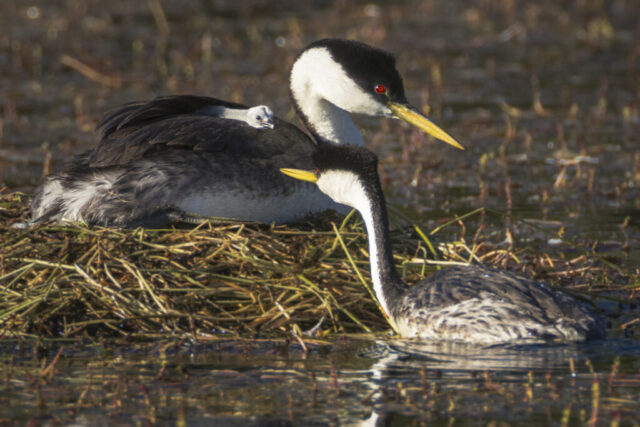 Western Grebe Family Western grebe family at their nest on Antelope Lake in Plumas County, California, with two adult grebes tending to their young. One adult sits atop a floating nest of reeds in shallow water, with a downy white chick nestled into its back feathers, its tiny head visible and alert. The second adult faces the nest, its long neck curved downward in a moment of interaction. Soft early morning light highlights the birds' striking black-and-white plumage and red eyes, casting gentle reflections on the still water.