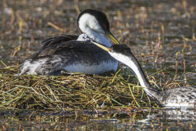 Western Grebe Feather Feeding A pair of western grebes on a floating reed nest in Antelope Lake, Plumas County, California, with a downy chick nestled into the back feathers of the adult sitting on the nest. The second adult, partially submerged in water, extends its long neck upward to gently offer a feather to the chick in an example of “feather feeding,” a unique behavior among grebes. Early morning light enhances the detail of their black-and-white plumage and the chick’s small beak as it reaches forward. The surrounding shallow water and reeds create a calm, natural setting.