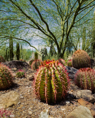 Close-up photograph of a cluster of barrel cacti basking in the afternoon sun at the Arizona-Sonora Desert Museum in Tucson, Arizona. The vibrant green cacti with vivid red spines contrast beautifully against the warm desert soil and rocky terrain. In the background, tall saguaro cacti and the delicate branches of palo verde trees stretch skyward under a bright blue sky streaked with wispy clouds. The composition highlights the resilience and striking beauty of Sonoran Desert flora—an inviting yet cautionary reminder that while these plants are stunning to admire, they’re best appreciated from a safe distance.