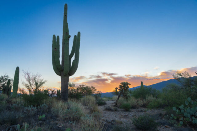 Early morning photograph taken in Saguaro National Park near Tucson, Arizona, featuring a towering saguaro cactus silhouetted against a soft desert sunrise. The warm glow of dawn spreads across the horizon, illuminating wisps of clouds and the rugged outline of distant mountains. Surrounding the main cactus are desert shrubs, cholla, and prickly pear, capturing the diverse plant life of the Sonoran Desert. The saguaro’s tall arms and visible nesting cavities carved by local woodpeckers highlight its ecological importance as a vital habitat and enduring symbol of the American Southwest’s timeless desert beauty.