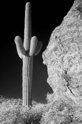 Infrared black-and-white photograph of a tall saguaro cactus standing beside a rugged rock formation in Saguaro National Park near Tucson, Arizona. The infrared capture renders the desert foliage and rock in bright, silvery tones while deepening the sky to a dramatic near-black, emphasizing the cactus’s form and texture. The towering saguaro—its ribbed surface glowing with reflected infrared light—appears almost sculptural against the stark contrast of the surrounding landscape. This artistic interpretation highlights the resilience and majesty of the Sonoran Desert in an otherworldly, timeless aesthetic.